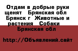 Отдам в добрые руки щенят - Брянская обл., Брянск г. Животные и растения » Собаки   . Брянская обл.